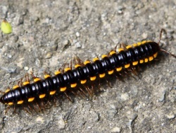 Cyanide Millipedes exude toxic hydrogen cyanide as a defense against other species. 